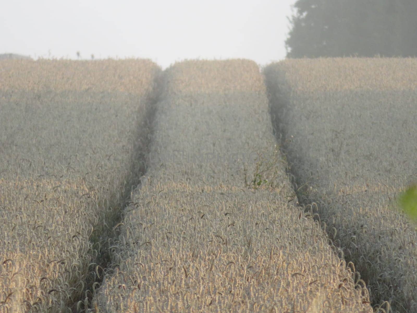 beautiful dry cereal field ready to harvest food