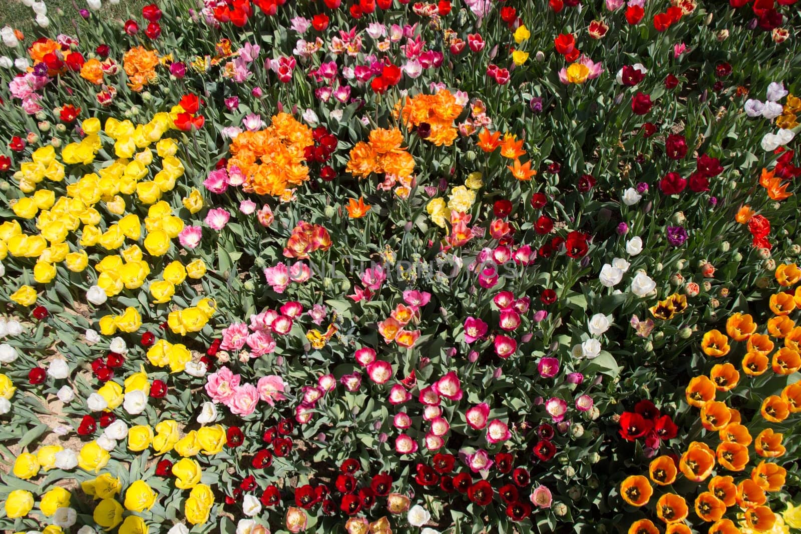 Blooming colorful tulip flowers in garden as floral background