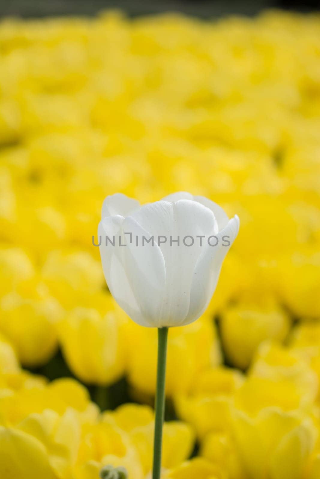 Outstanding colorful tulip flower bloom in the spring  garden