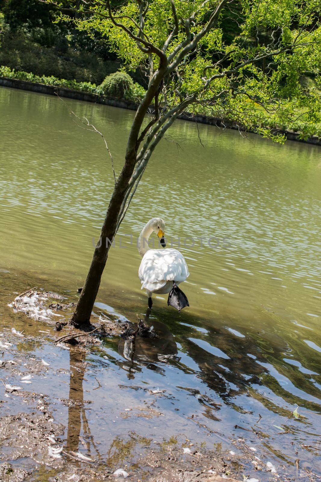 Single swans lives in the natural environment