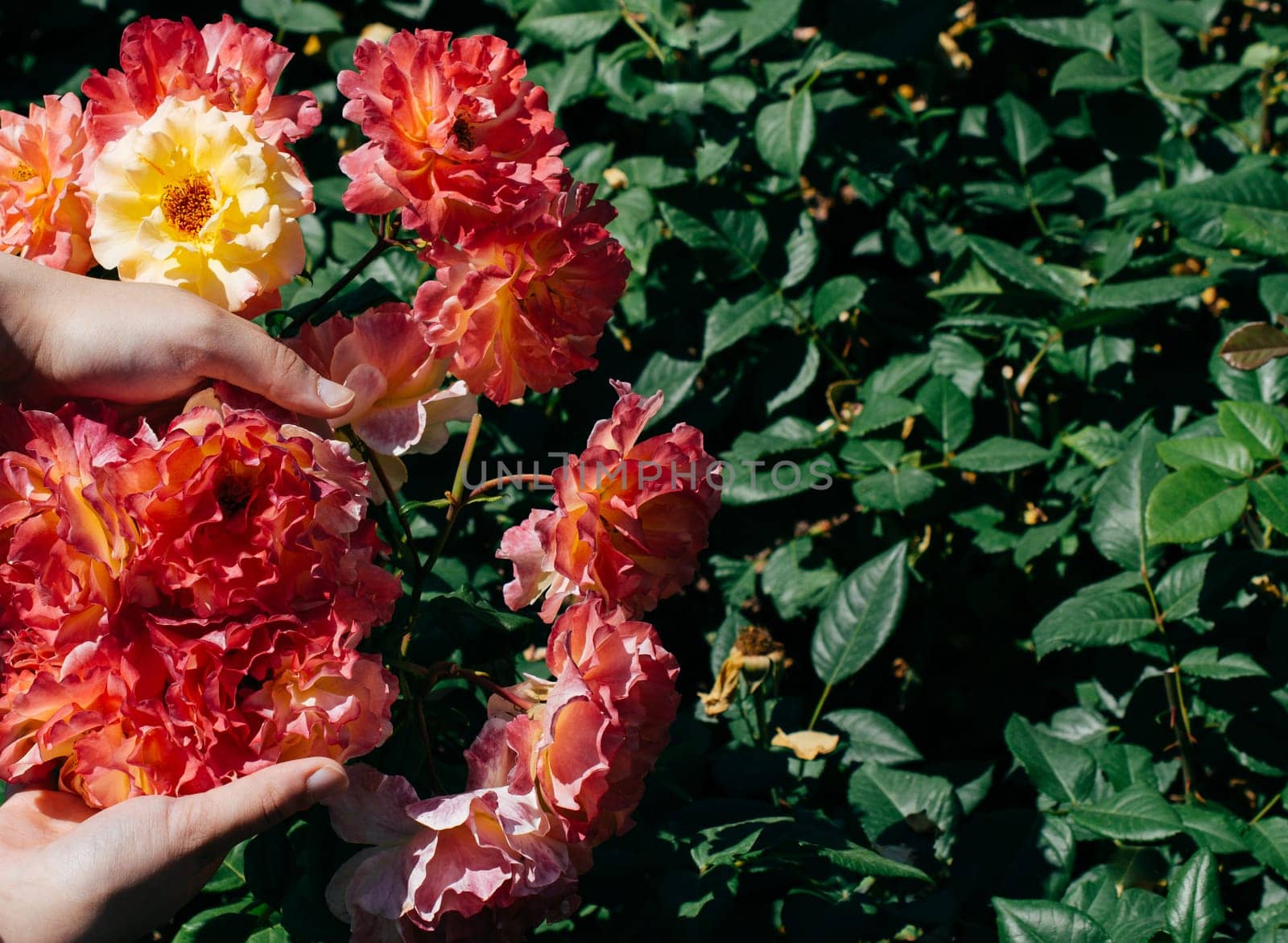Beautiful fresh roses in hand