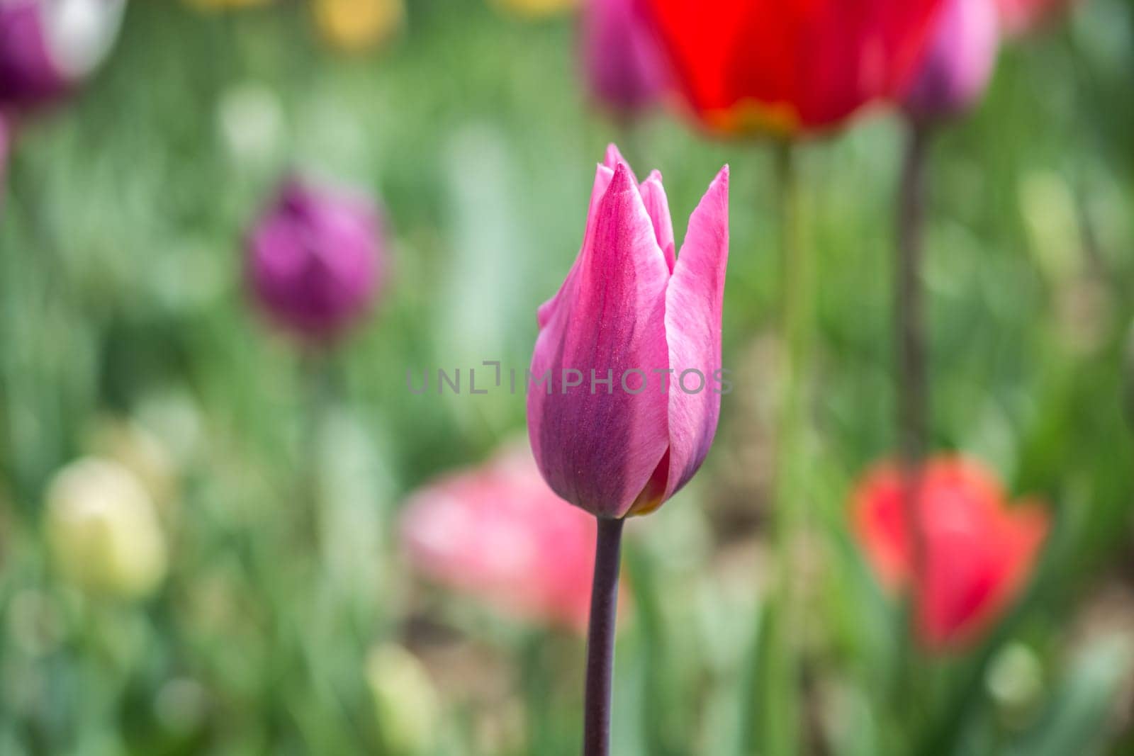 Outstanding colorful tulip flower bloom in the spring  garden