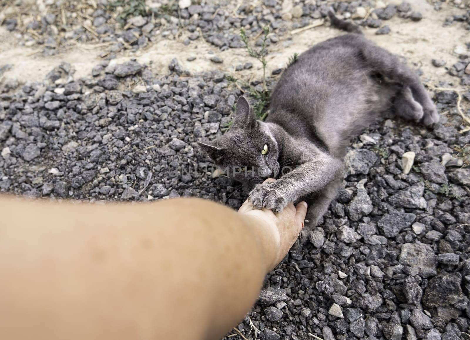 Detail of domestic animal biting and playing
