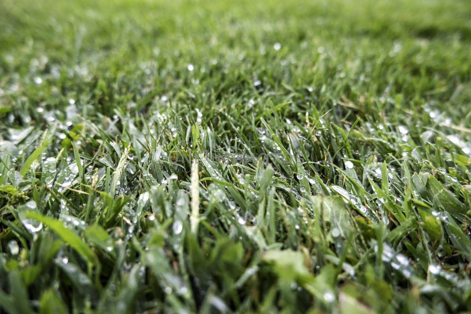 Detail of green grass in nature, on a rainy day
