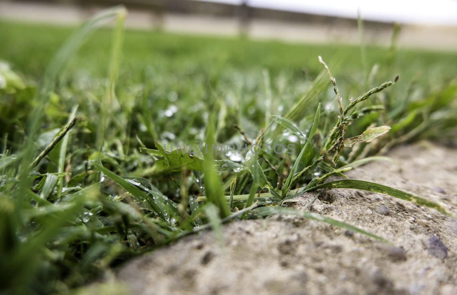 Detail of green grass in nature, on a rainy day
