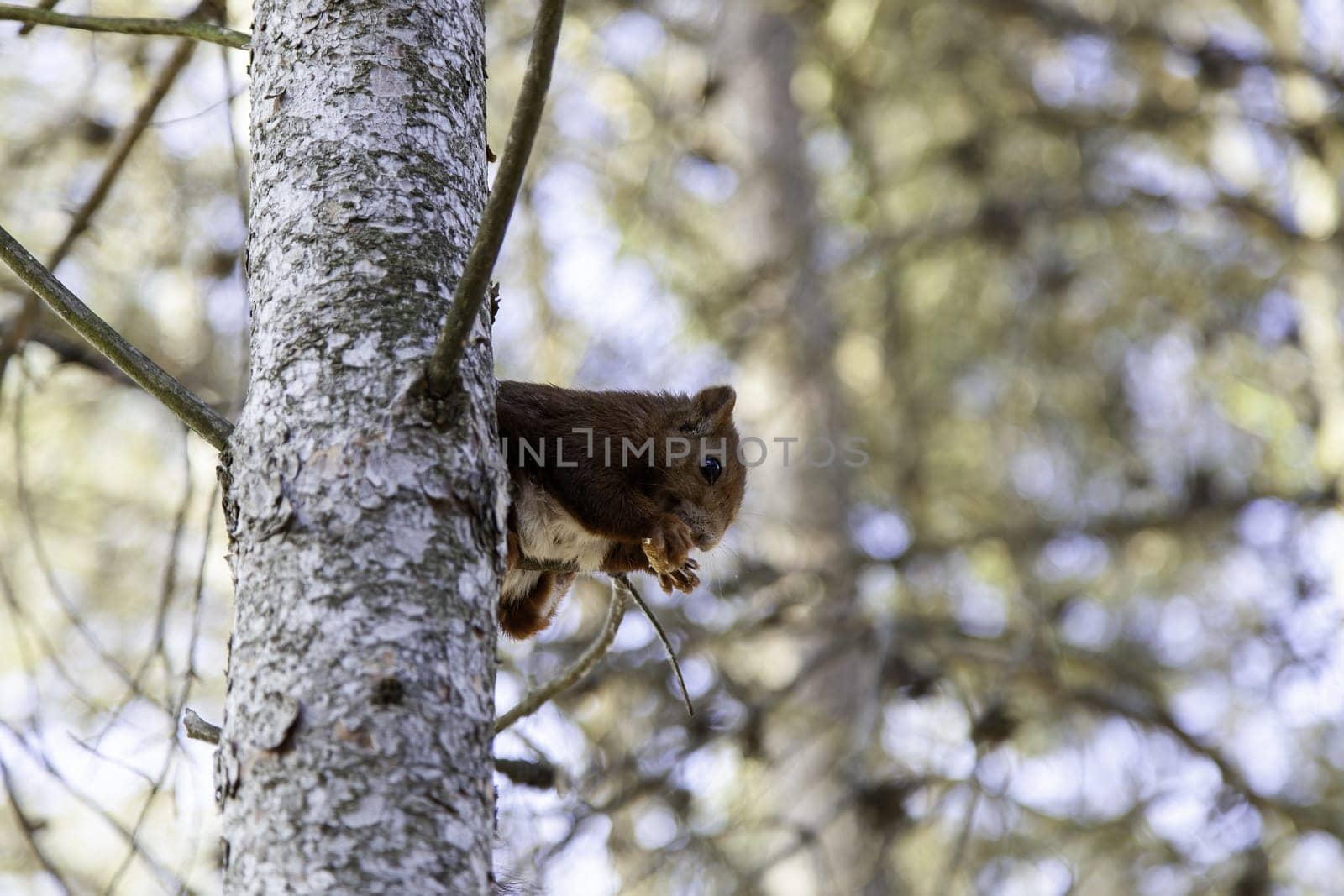 Detail of wild mammal animal in nature