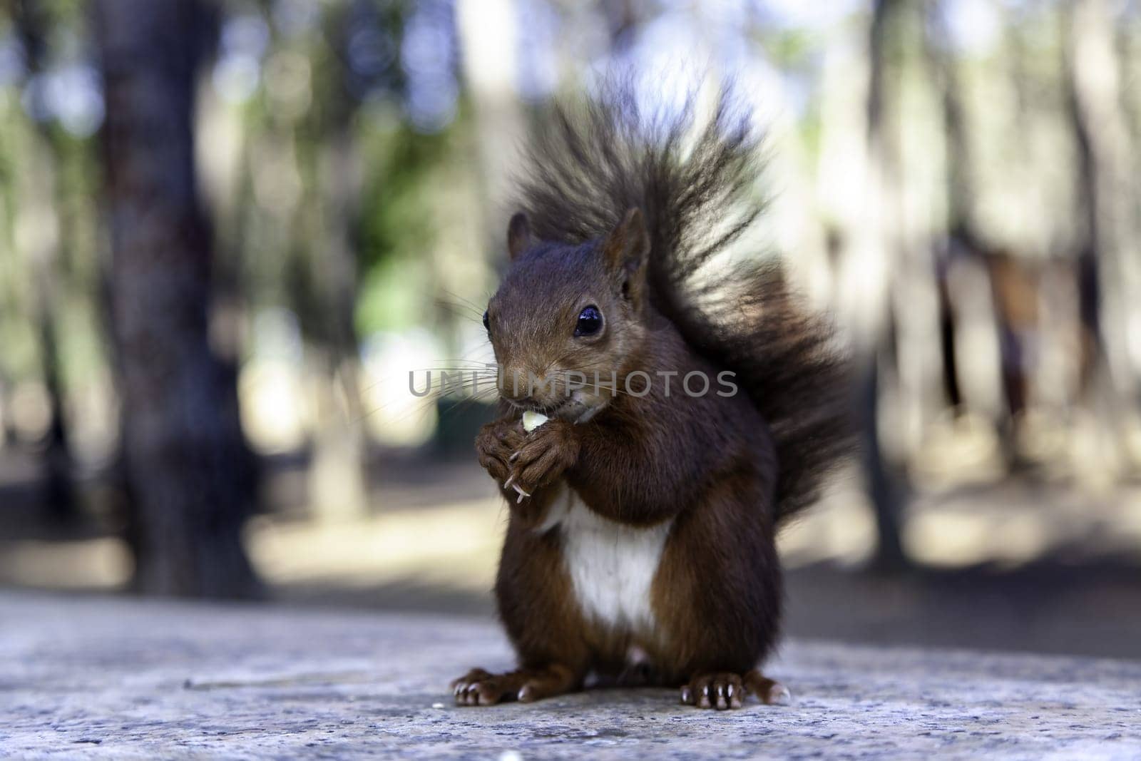 Detail of wild mammal animal in nature
