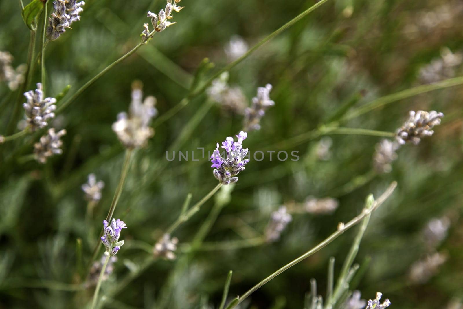 Detail of wild aromatic flowers, aromatherapy and nature
