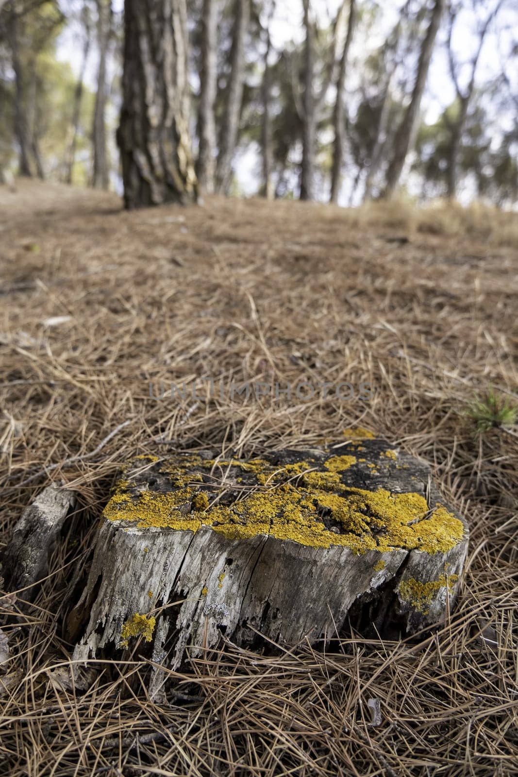 Detail of cut tree in an old forest in nature