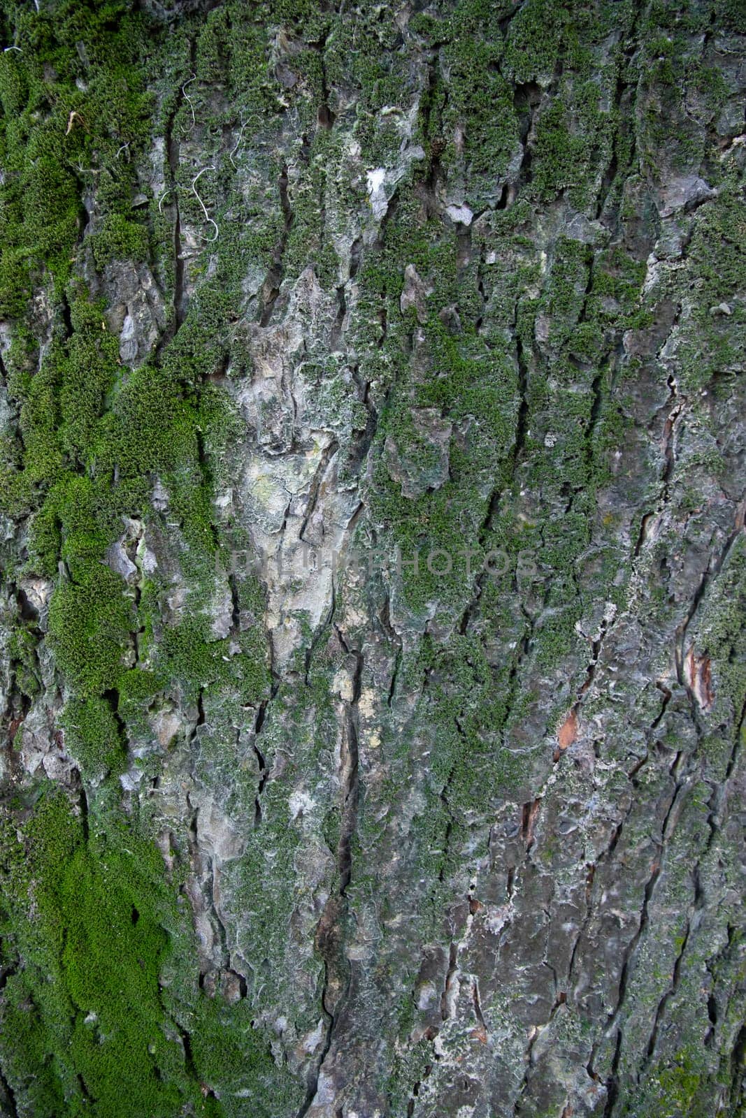 tree bark background covered with green moss
