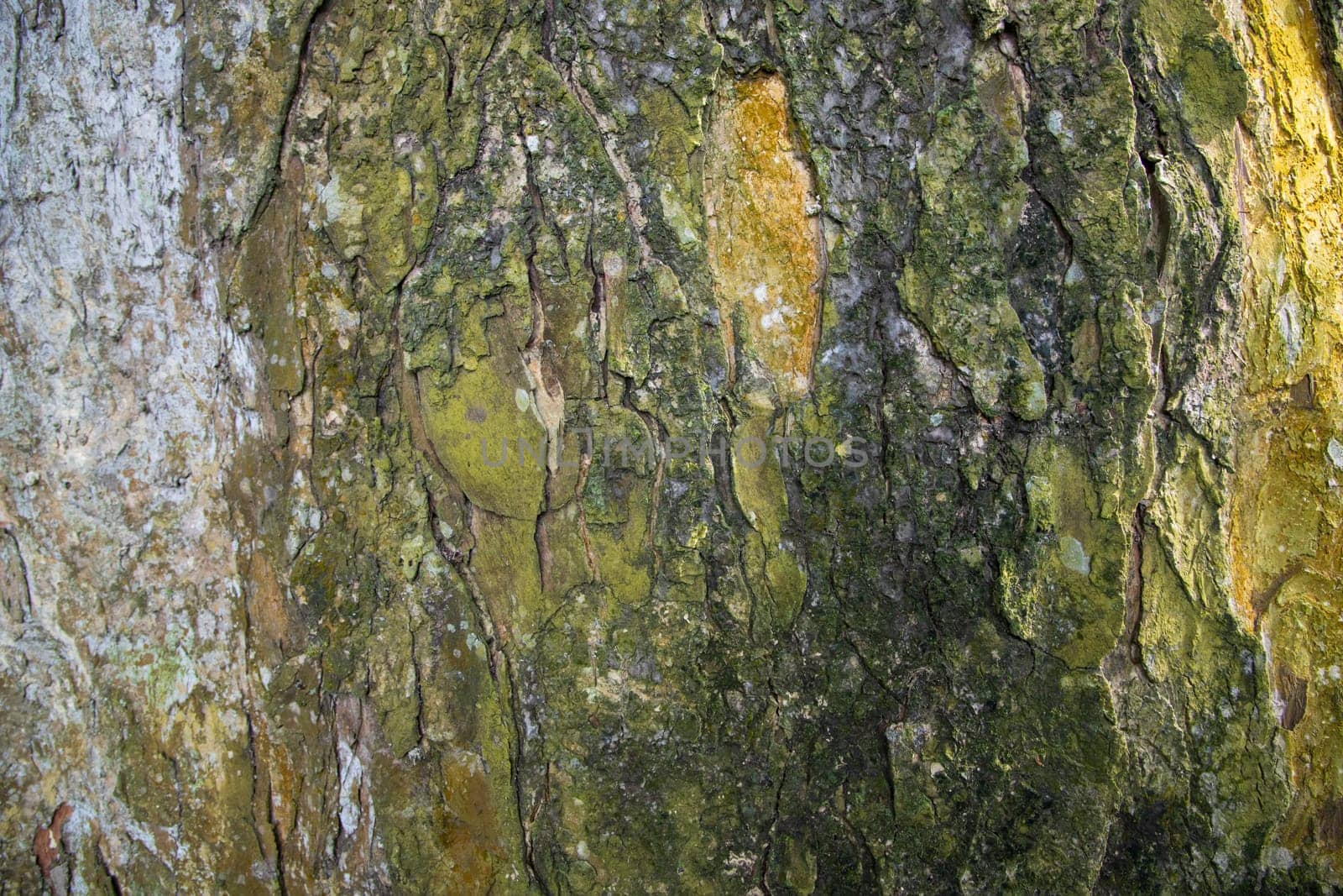 The textured background of old Big tree bark Covered small green Moss