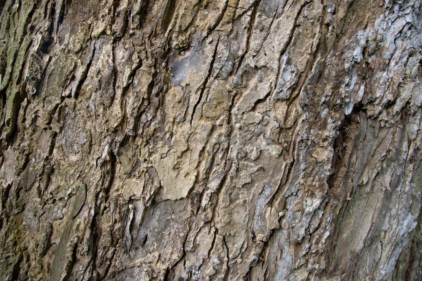 The textured background of old Big tree bark
