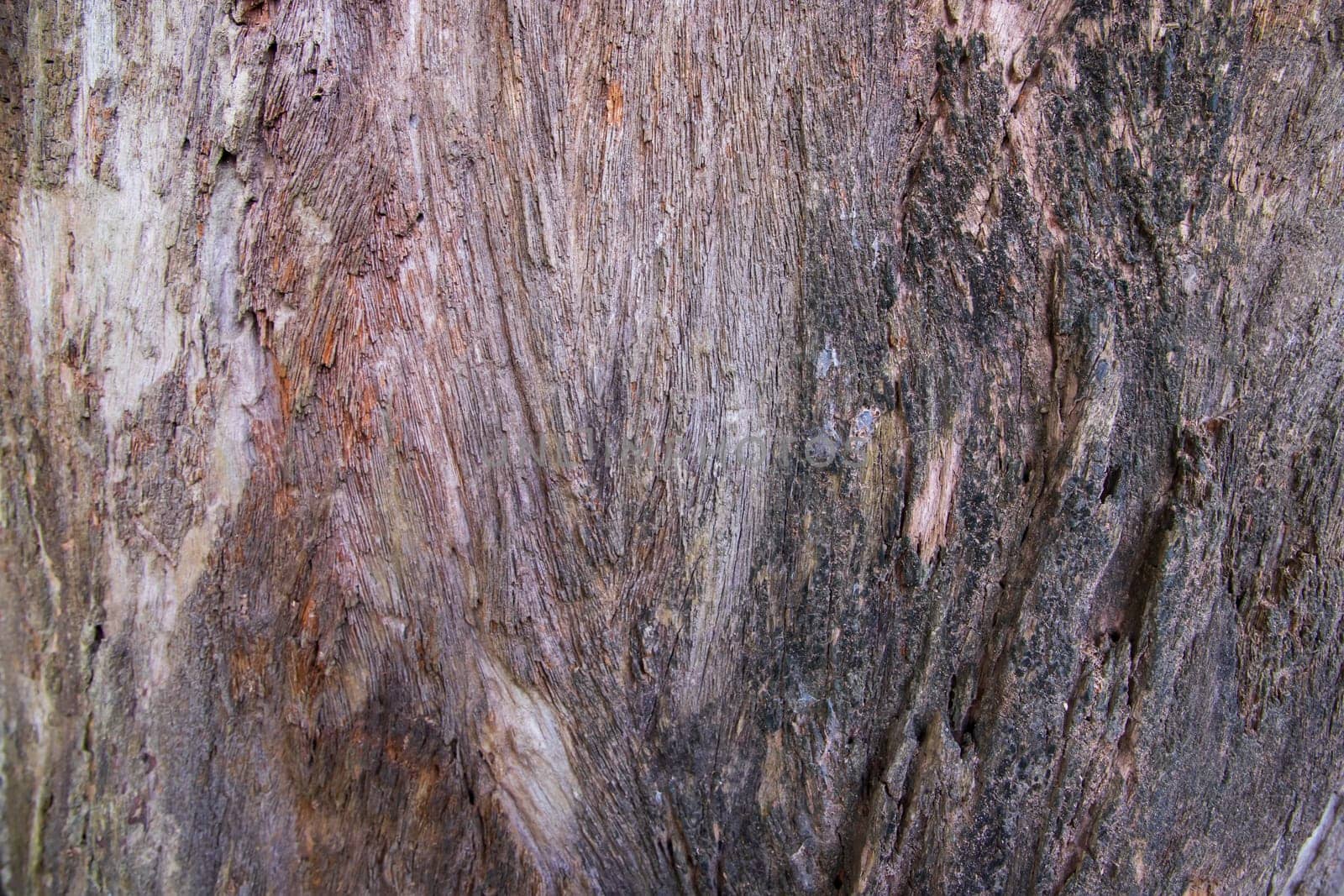 The textured background of old dead dry Big tree without bark