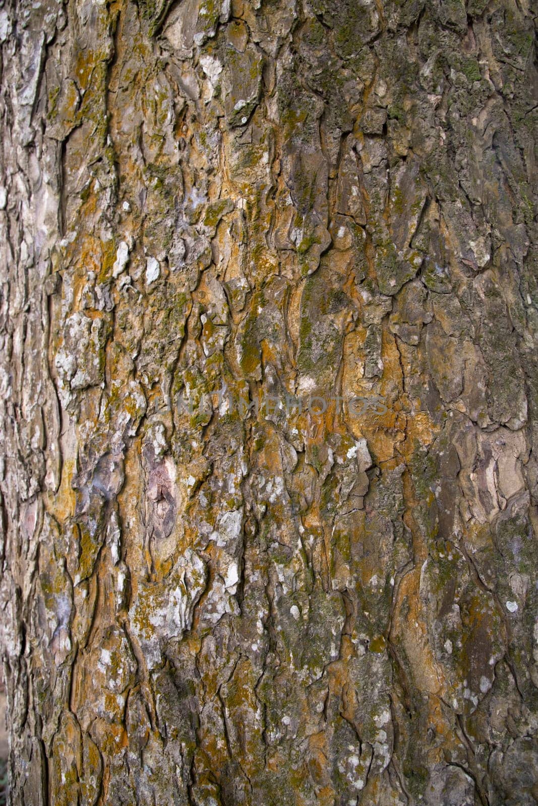 The textured background of old Big tree bark Covered small green Moss
