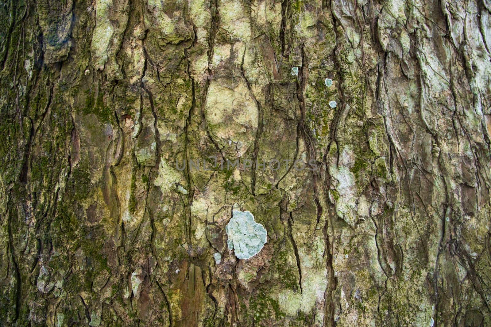 The textured background of old Big tree bark Covered small green Moss