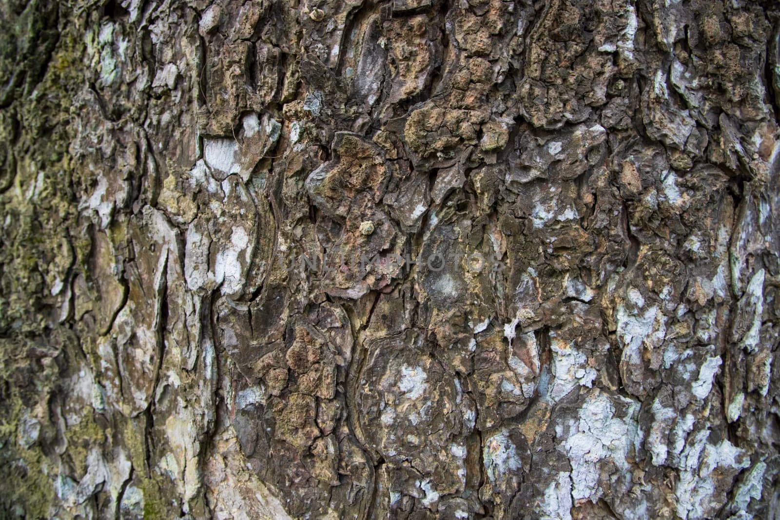 The textured background of old Big tree bark