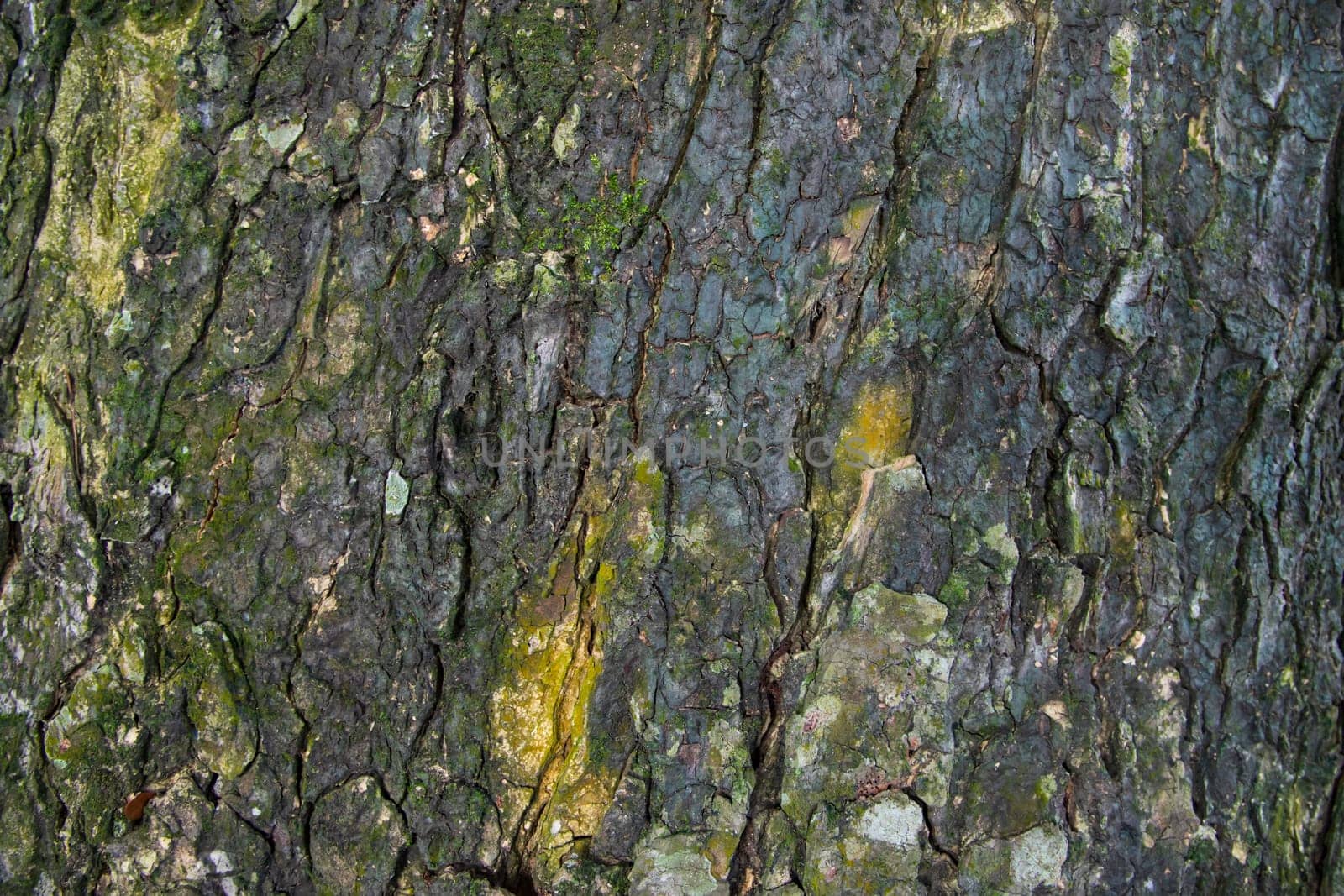The textured background of old Big tree bark Covered small green Moss