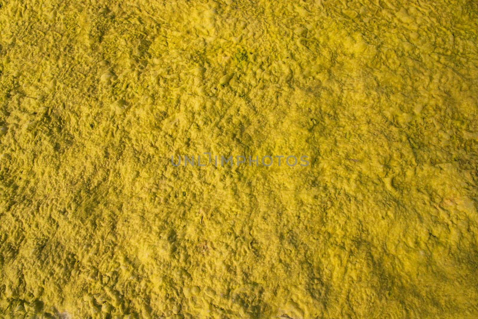 Yellow moss Texture Abstract  Background. Natural Background Texture
