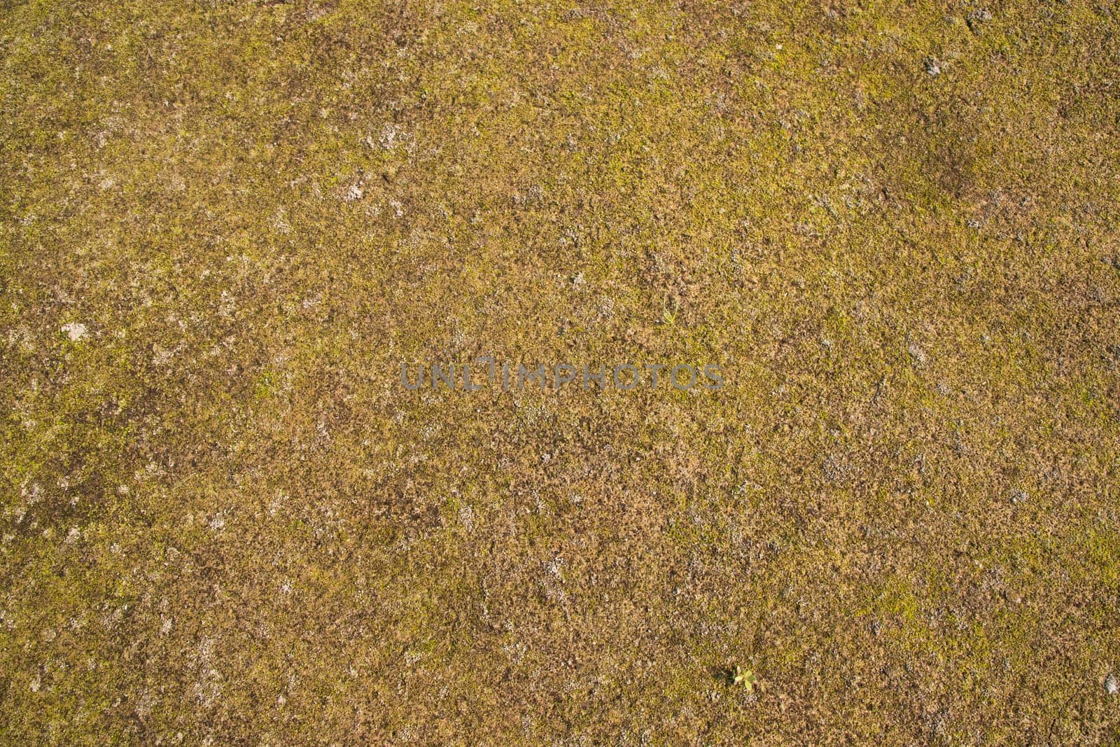 Yellow moss Texture Abstract  Background. Natural Background Texture