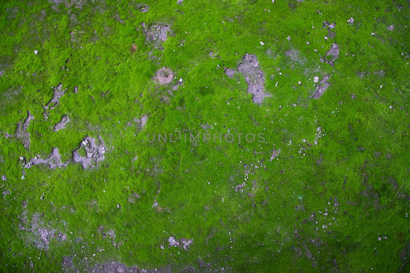 Moss on the Soil Texture. Natural abstract background. Green moss color texture
