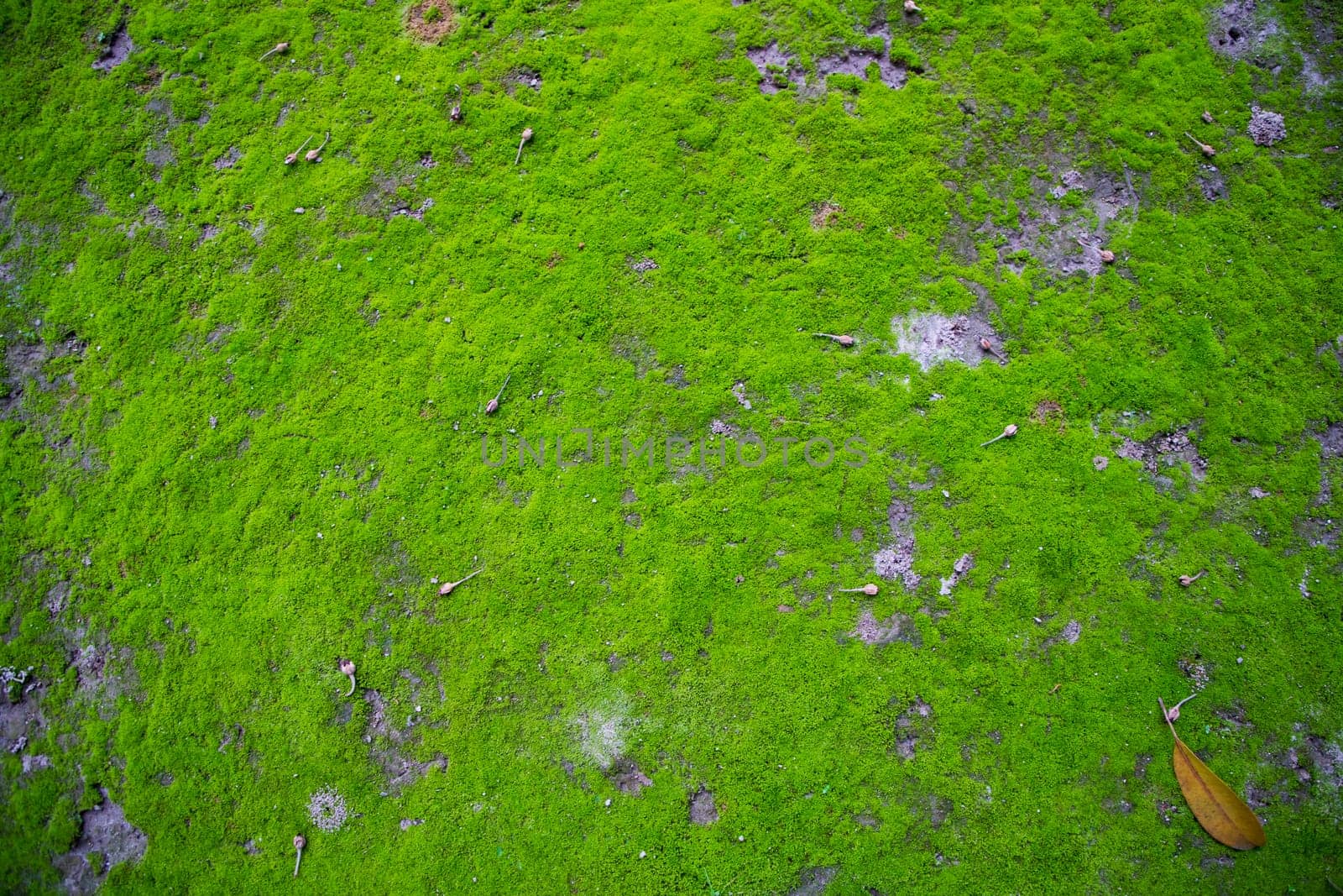 Moss on the Soil Texture. Natural abstract background. Green moss color texture