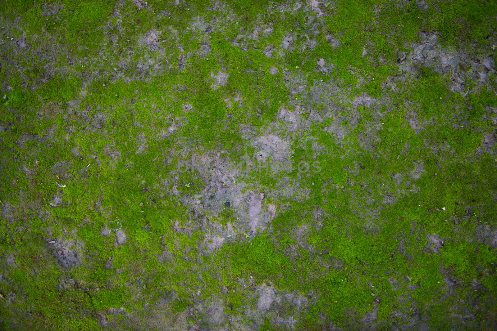 Moss on the Soil Texture. Natural abstract background. Green moss color texture