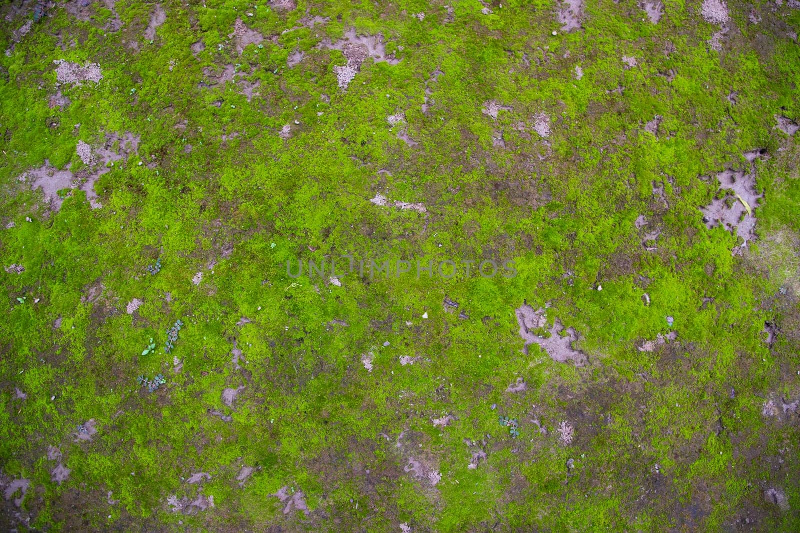 Moss on the Soil Texture. Natural abstract background. Green moss color texture