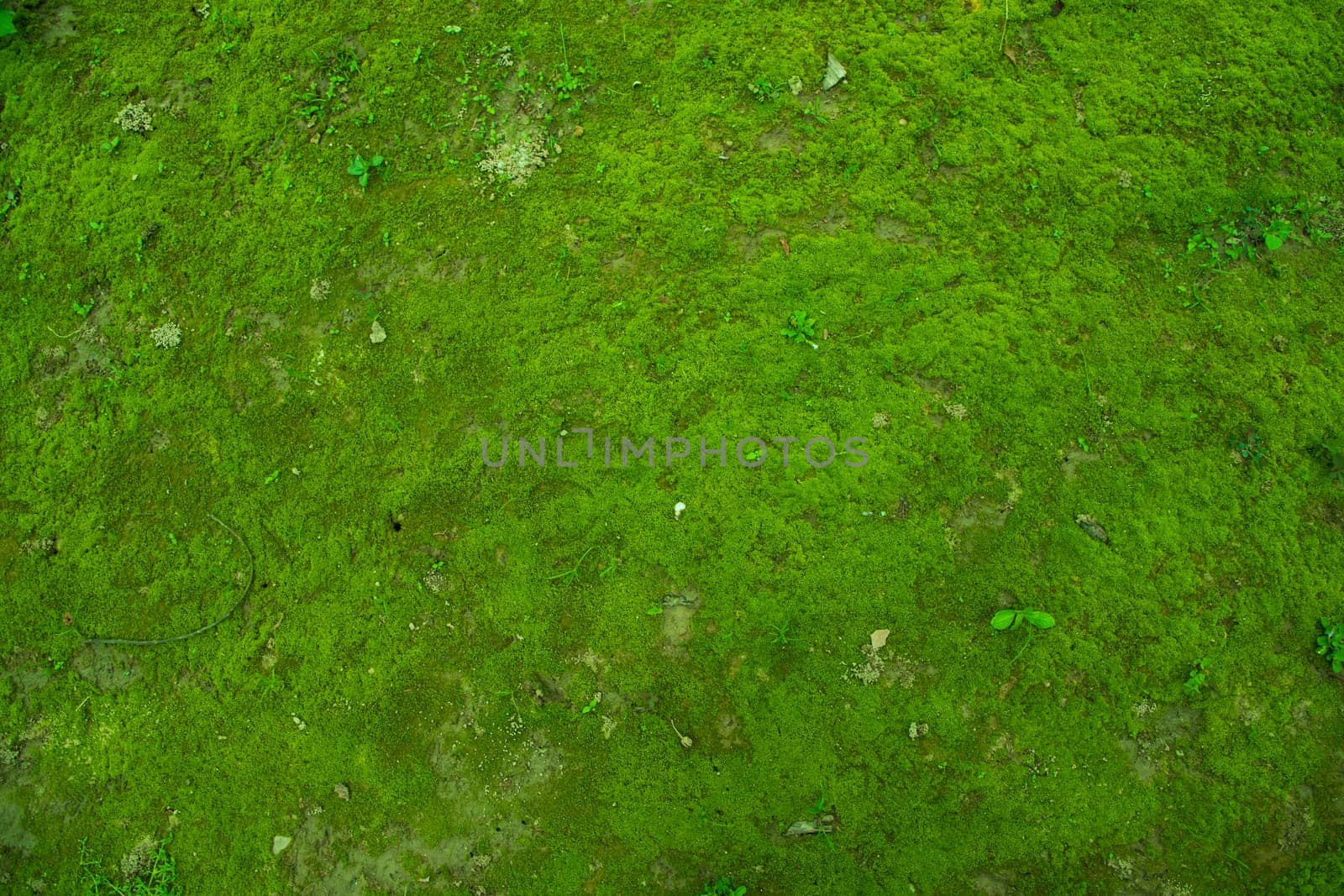 Moss on the Soil Texture. Natural abstract background. Green moss color texture