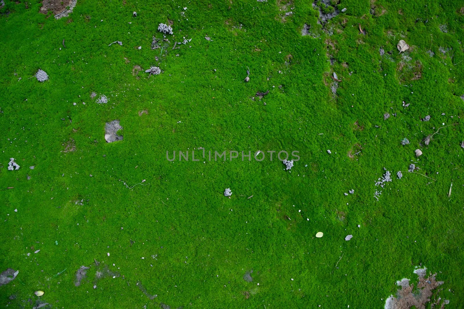 Moss on the Soil Texture. Natural abstract background. Green moss color texture