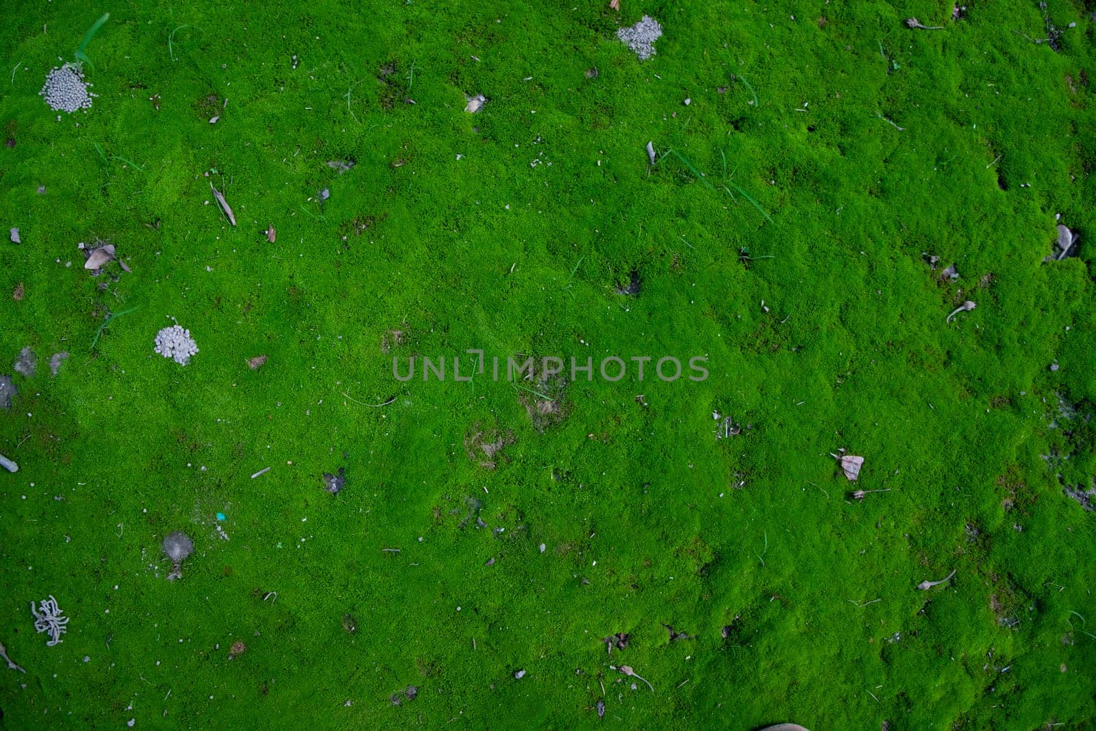 Moss on the Soil Texture. Natural abstract background. Green moss color texture