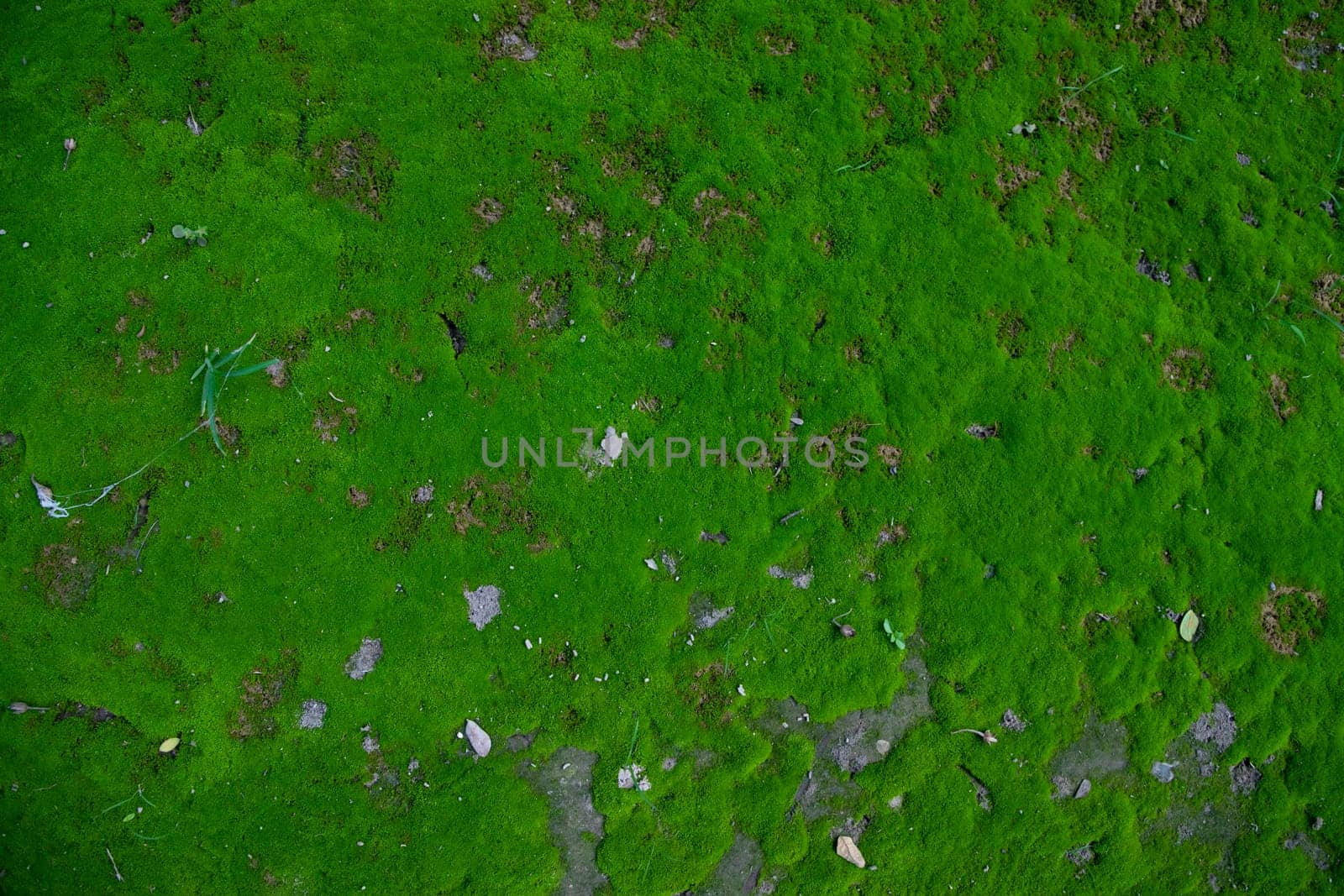Moss on the Soil Texture. Natural abstract background. Green moss color texture