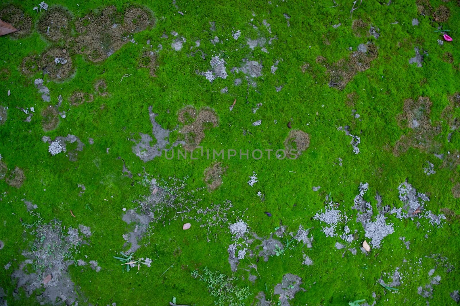 Moss on the Soil Texture. Natural abstract background. Green moss color texture