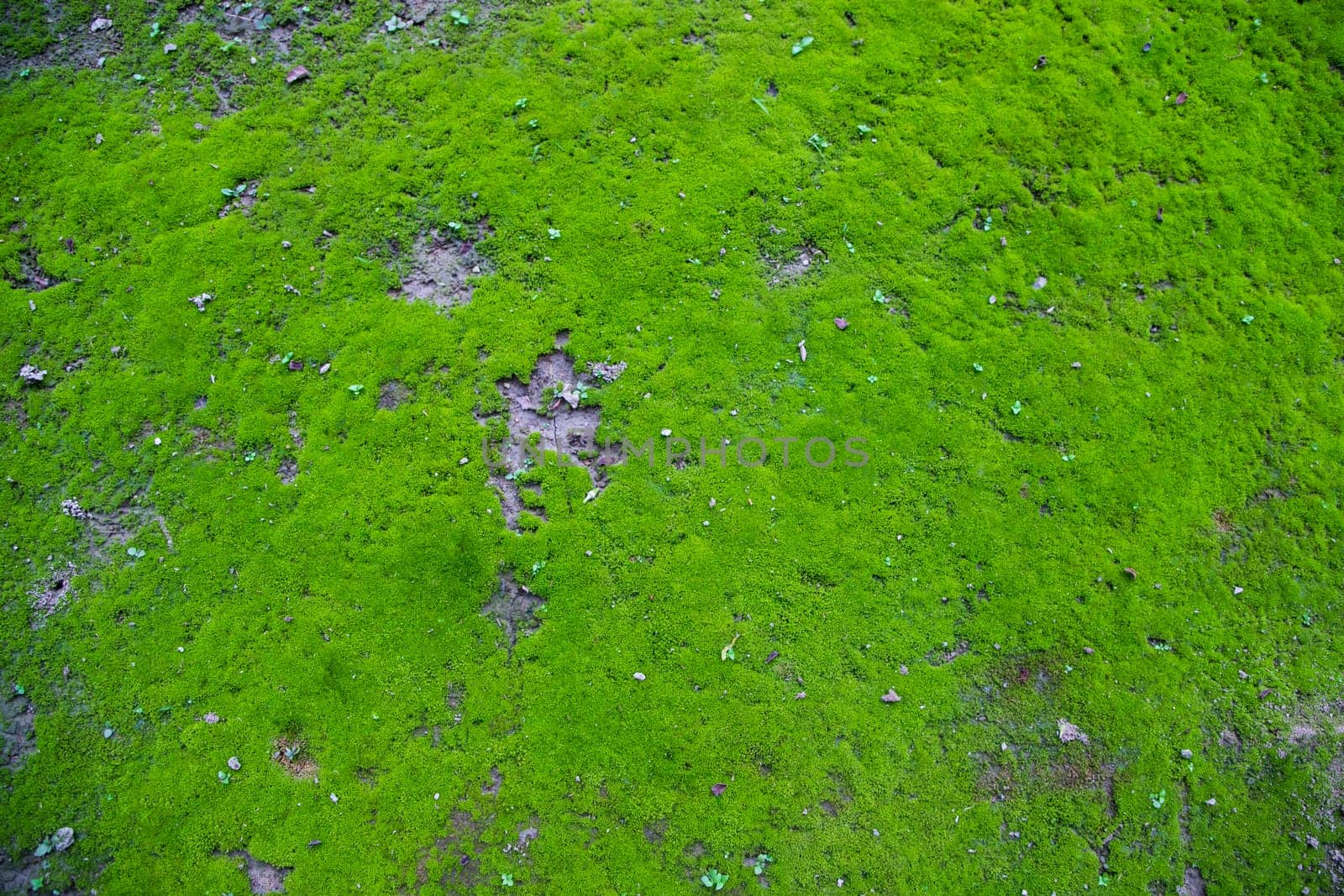 Moss on the Soil Texture. Natural abstract background. Green moss color texture