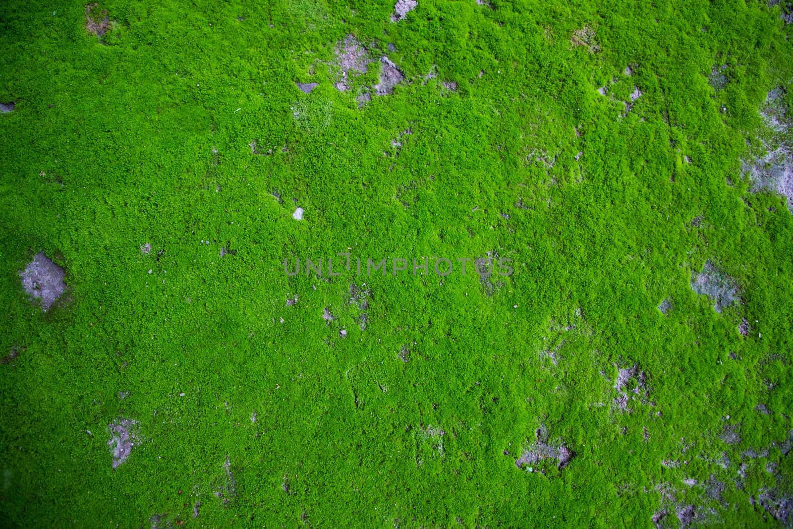 Moss on the Soil Texture. Natural abstract background. Green moss color texture