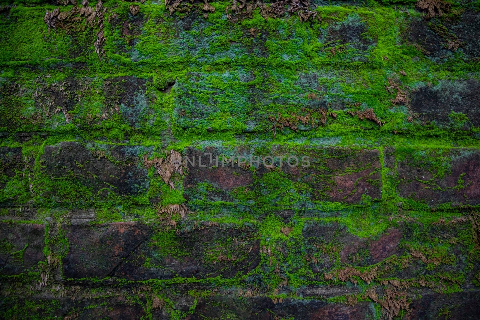 Green moss on the old brick wall has an abstract background texture