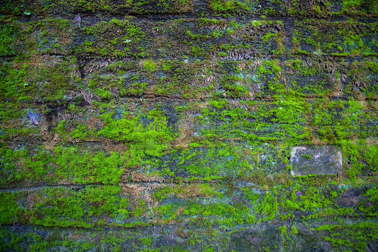 Green moss on the old brick wall has an abstract background texture