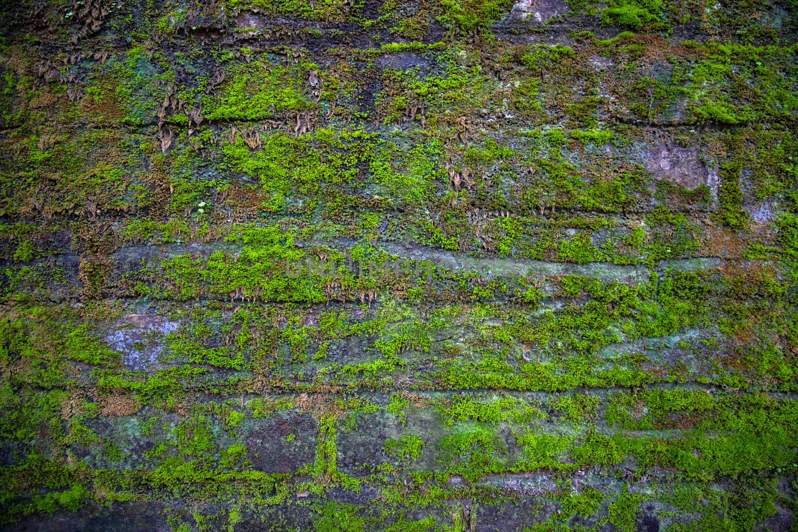 Green moss on the old brick wall has an abstract background texture