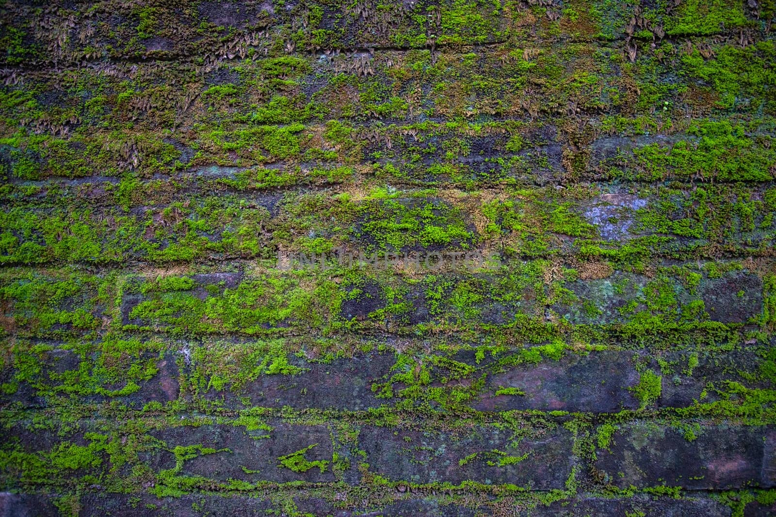 Green moss on the old brick wall has an abstract background texture