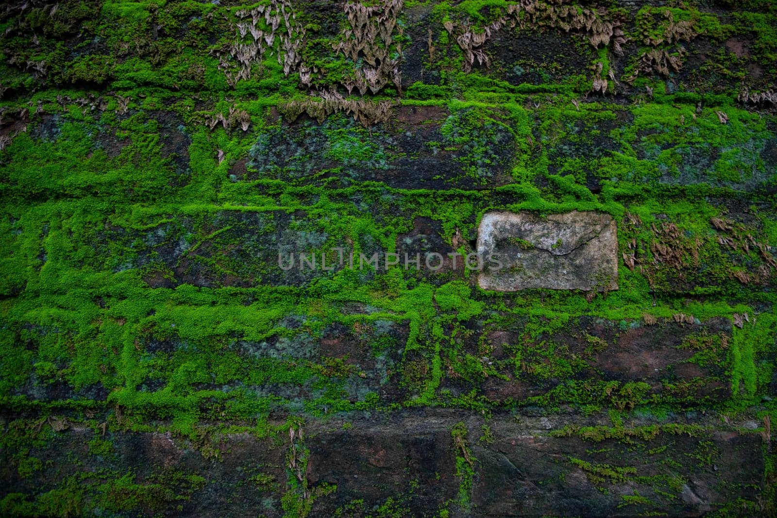 Green moss on the old brick wall has an abstract background texture