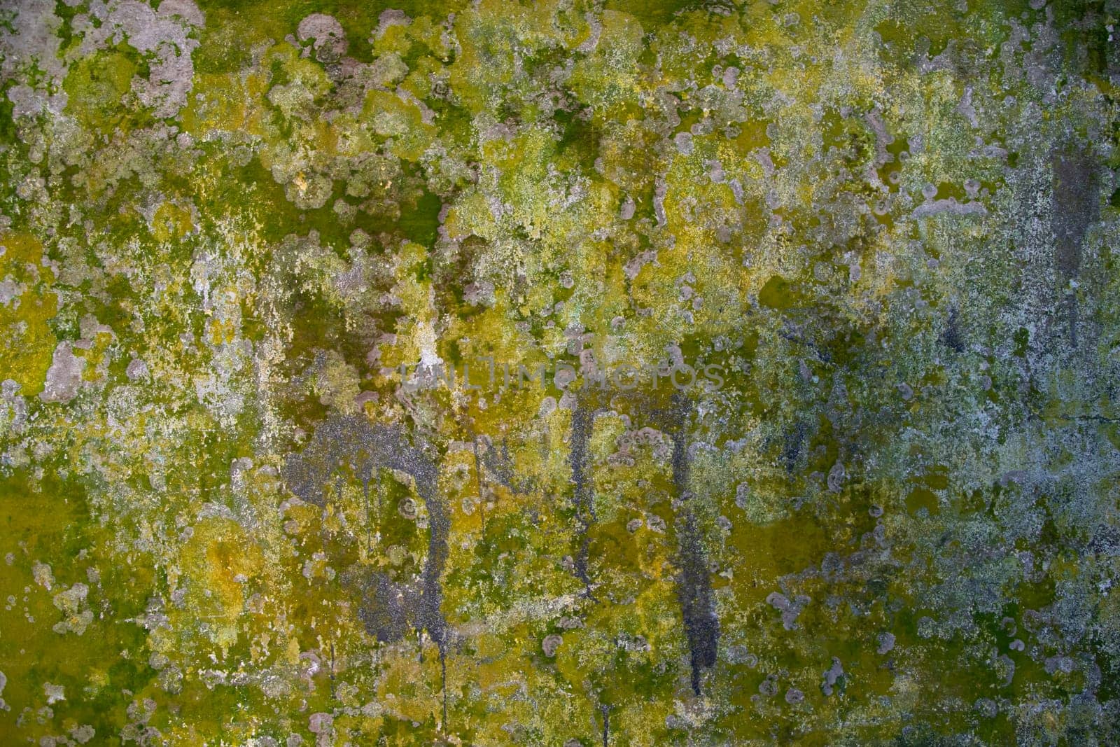 Fungi Green Moss Texture abstract background wall . Rusty, Grungy, Gritty Vintage Background