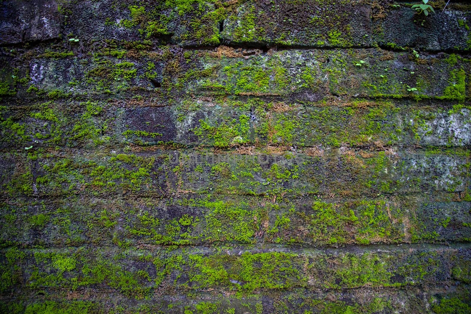 Green moss on the old brick wall has an abstract background texture