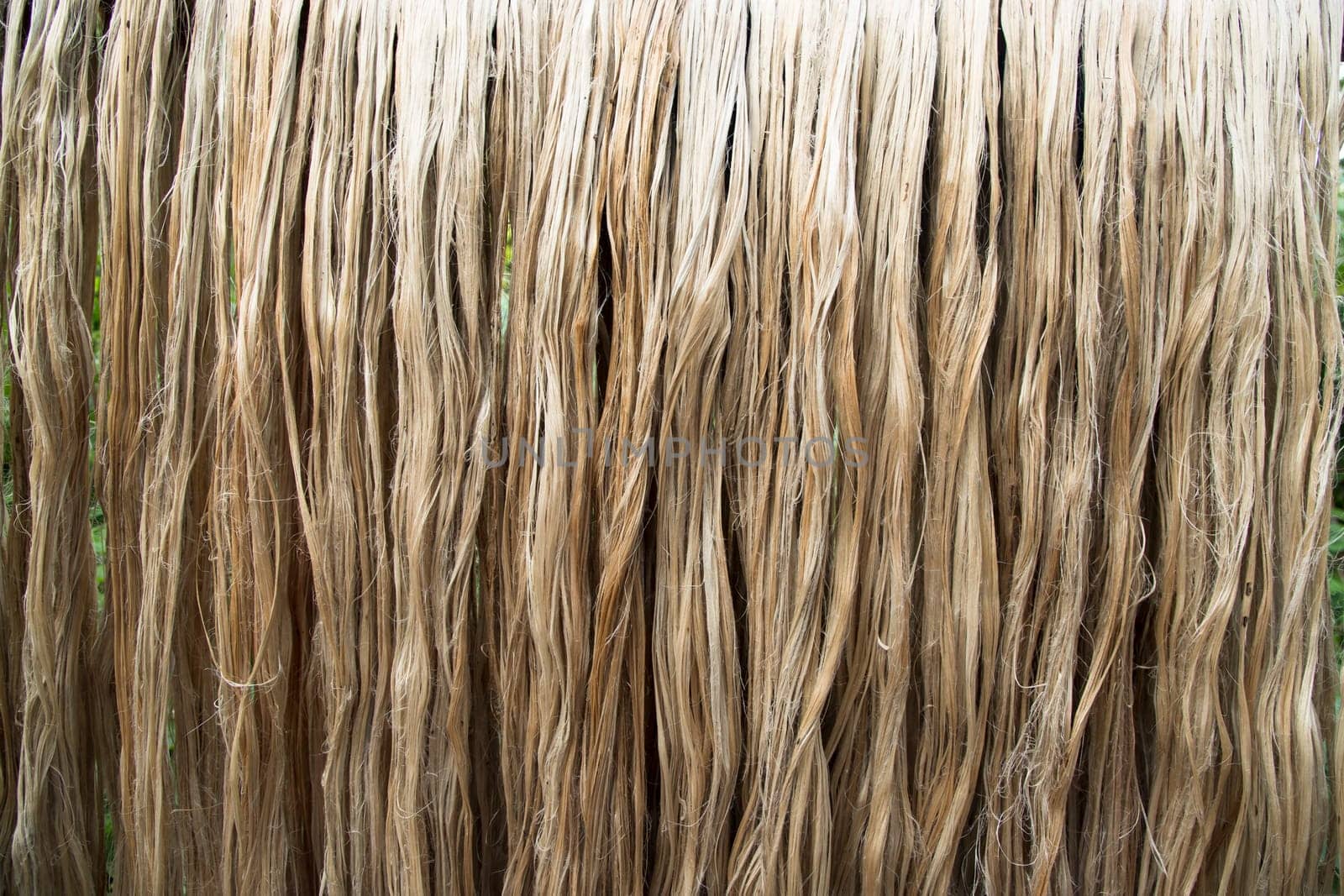 Close-up shot of raw jute fiber hanging under the sunlight for drying. Brown jute fiber texture and background. Golden fiber texture