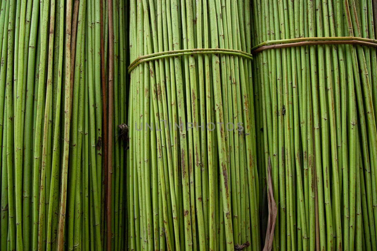 Green Raw Jute Texture background. This is the Called Golden Fiber in Bangladesh