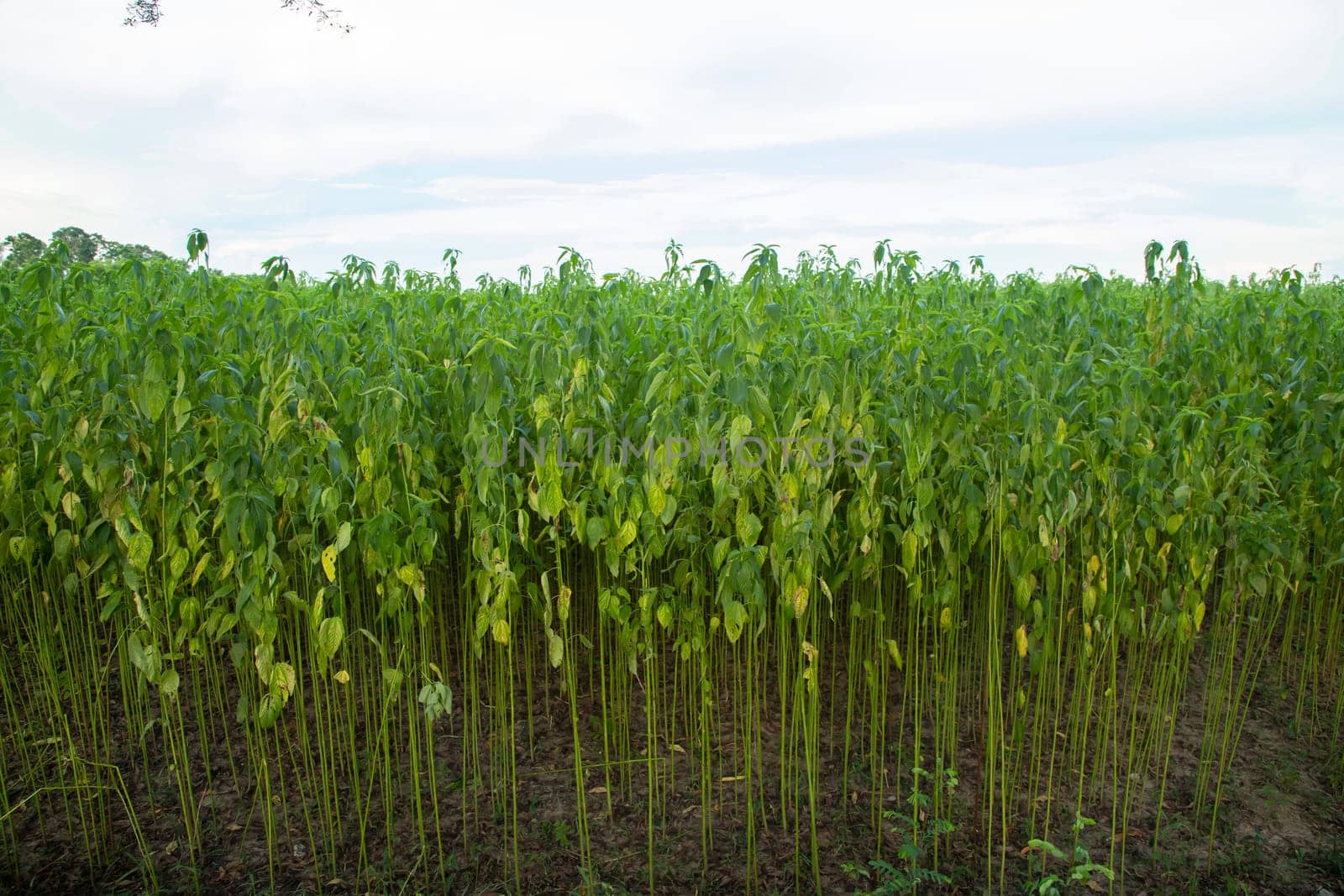 Green jute Plantation field.  Raw Jute plant Texture background. This is the Called Golden Fiber in Bangladesh