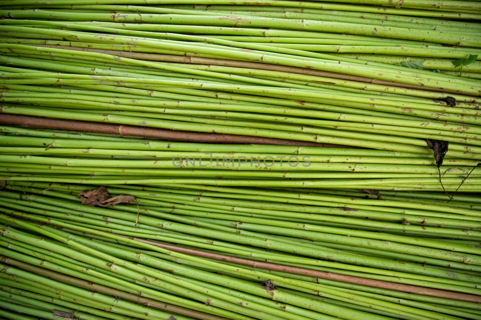 Green Raw Jute Texture background. This is the Called Golden Fiber in Bangladesh
