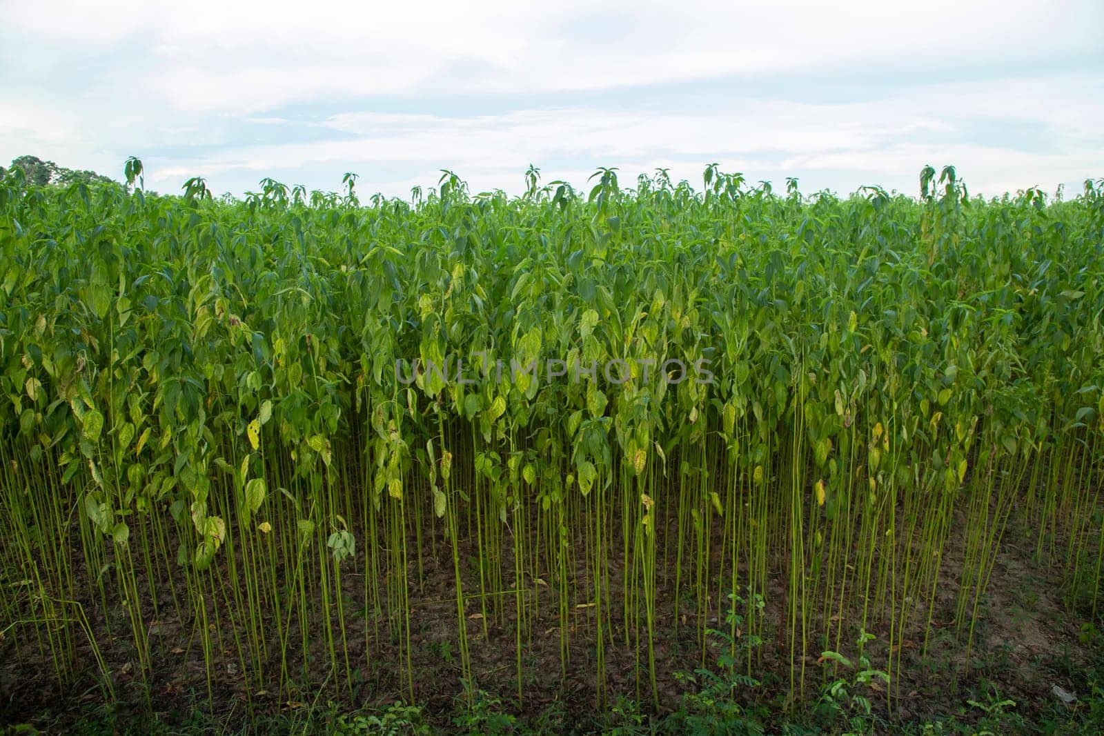 Green jute Plantation field.  Raw Jute plant Texture background. This is the Called Golden Fiber in Bangladesh