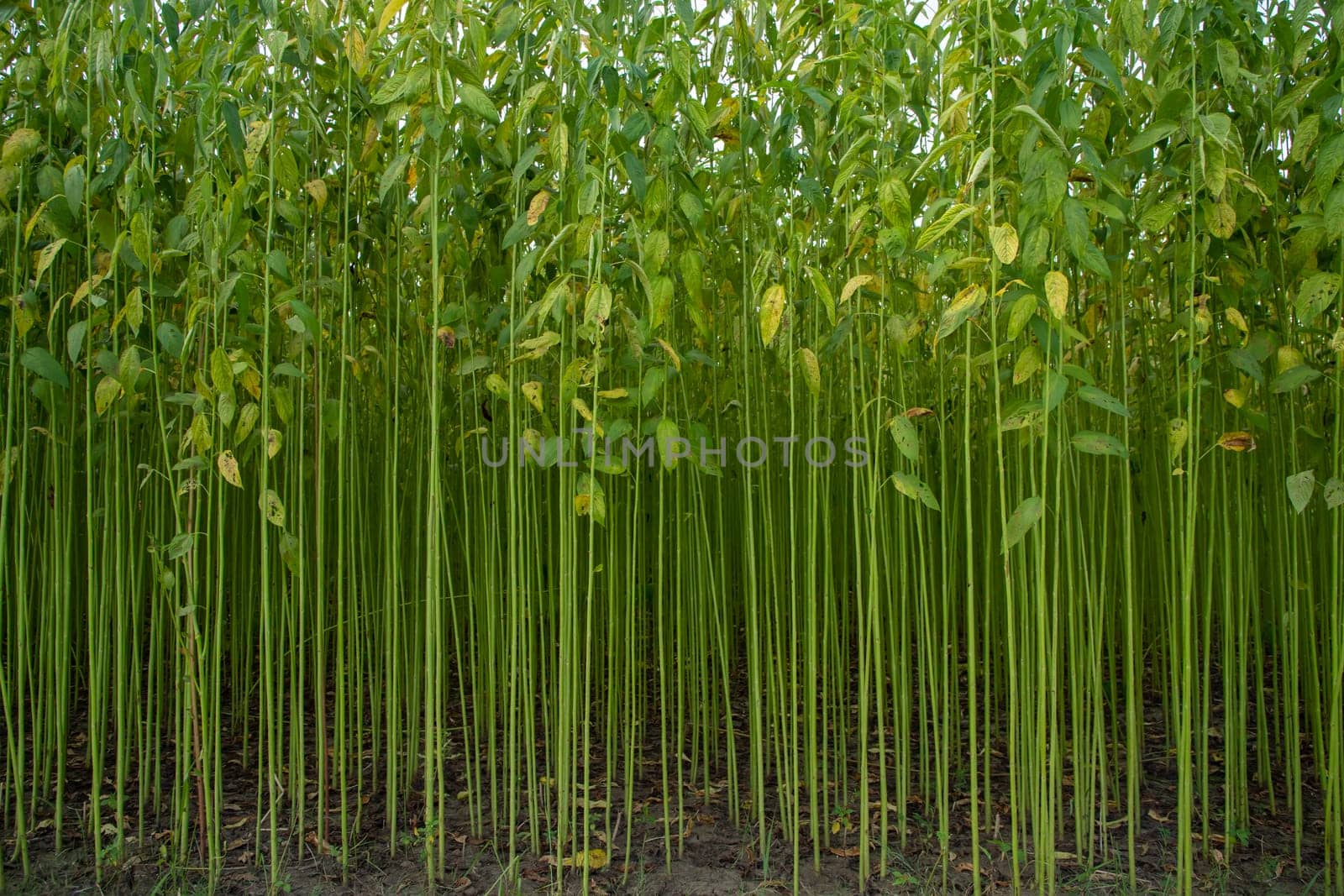 Green jute Plantation field.  Raw Jute plant Texture background. This is the Called Golden Fiber in Bangladesh