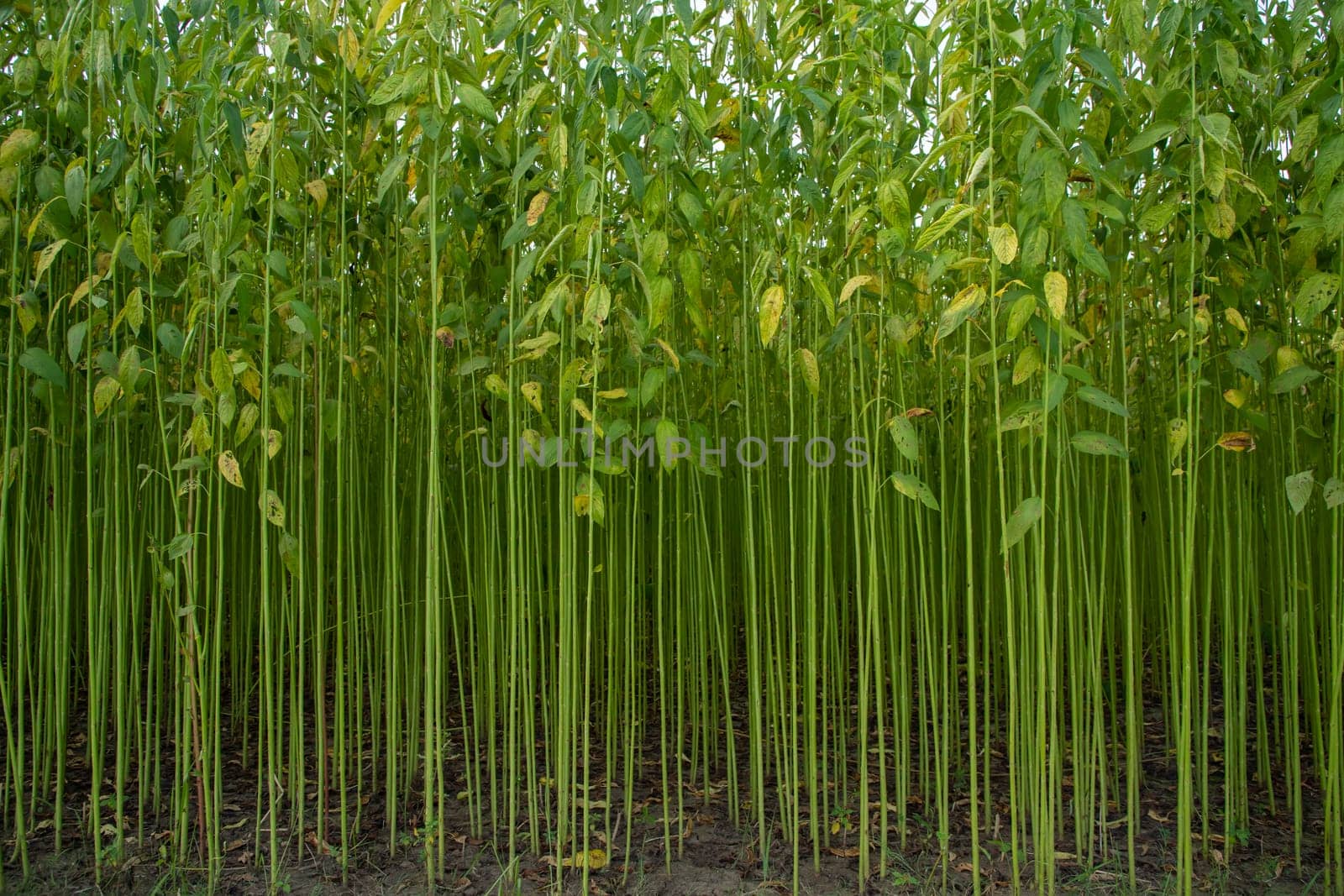 Green jute Plantation field.  Raw Jute plant Texture background. This is the Called Golden Fiber in Bangladesh