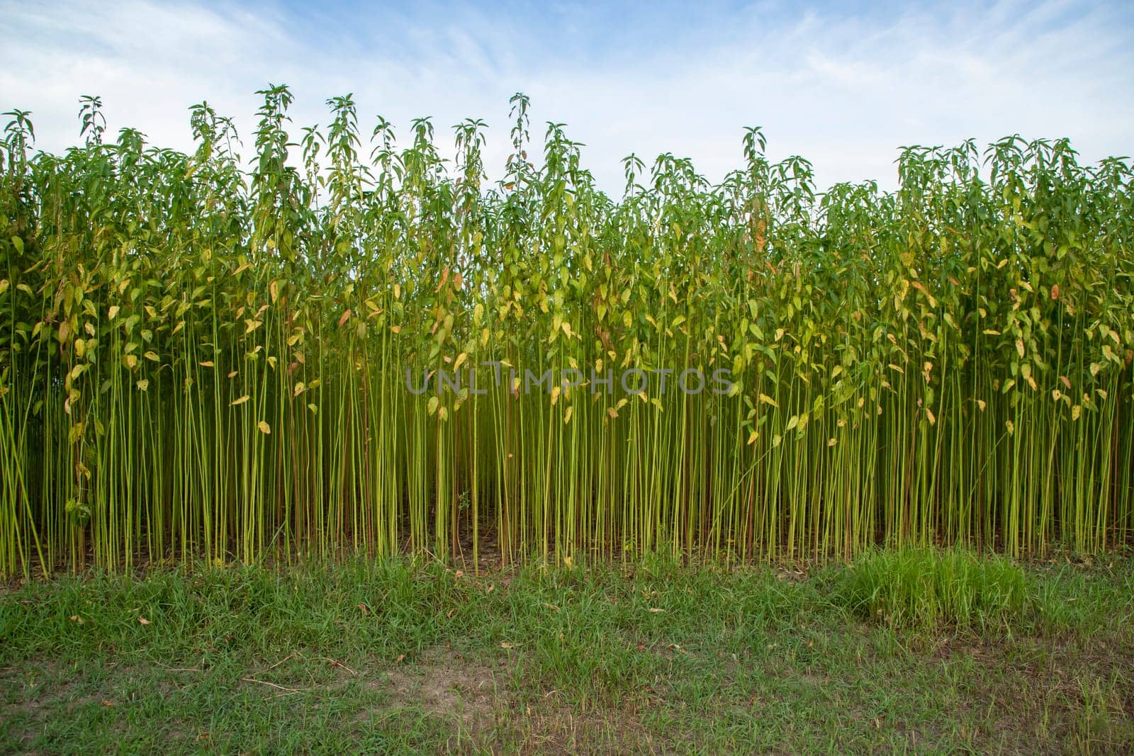 Green jute Plantation field.  Raw Jute plant Texture background. This is the Called Golden Fiber in Bangladesh