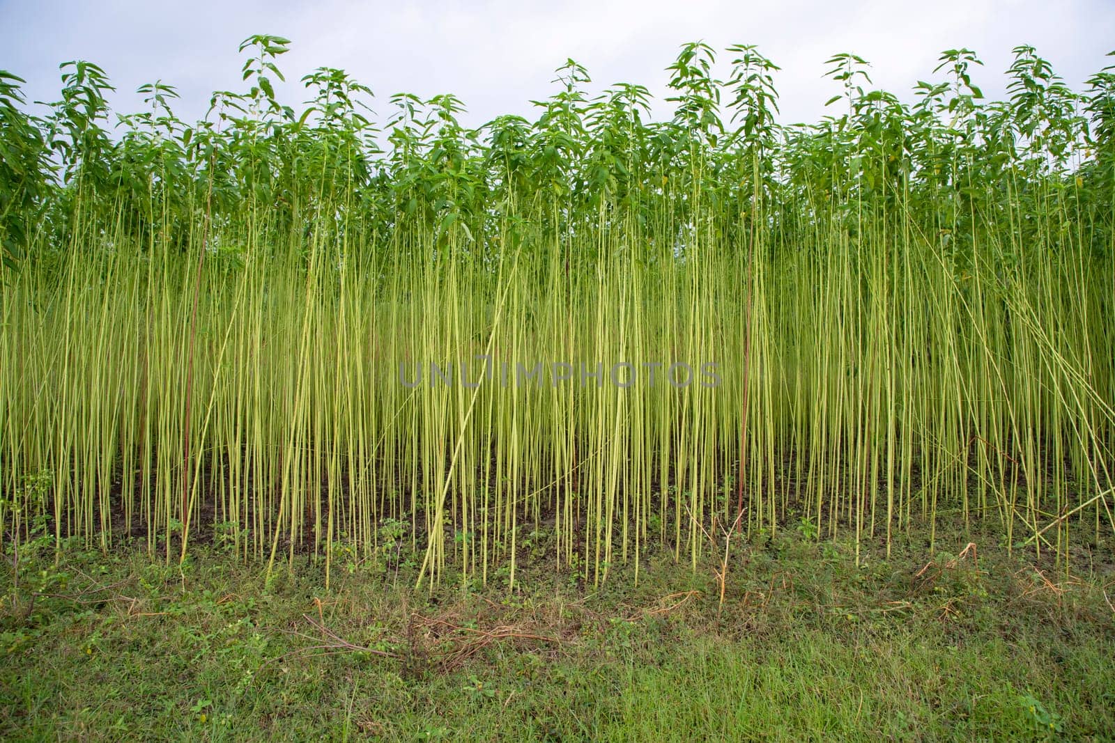 Green jute Plantation field.  Raw Jute plant Texture background. This is the Called Golden Fiber in Bangladesh